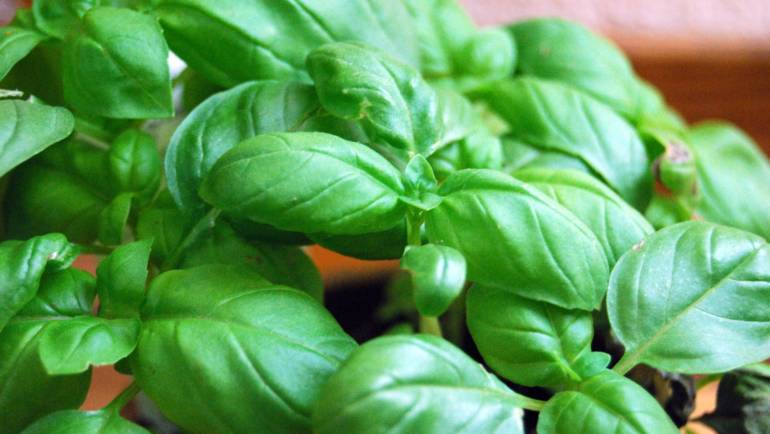 Basilico in cucina