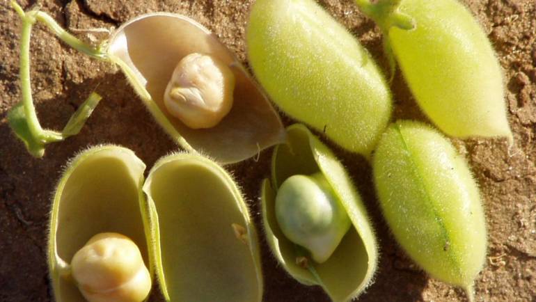 Ceci, proprietà e benefici